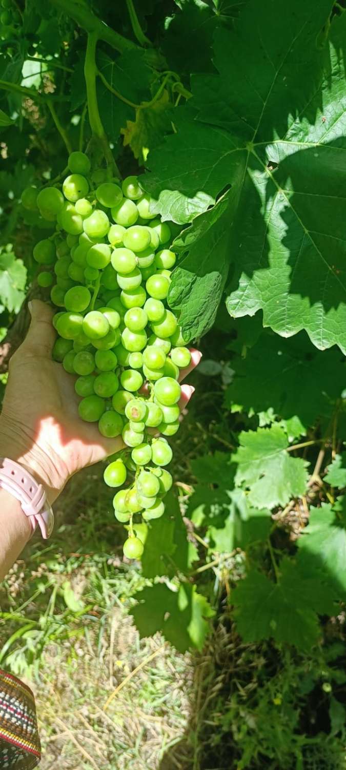 Parcela en venta en Coín